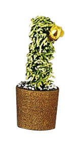 Blumentopf mit Kaktus