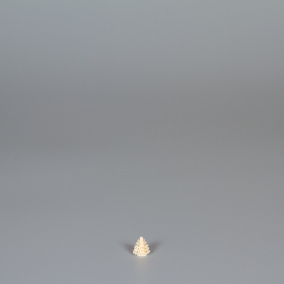 Erzgebirgischer Spanbaum Ringelbaum natur - 1 cm