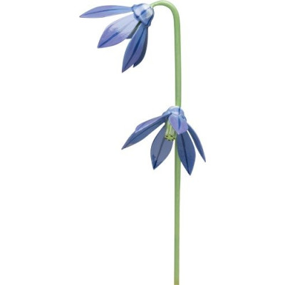Blaustern für Blumenkind 5248/24 von Wendt & Kühn